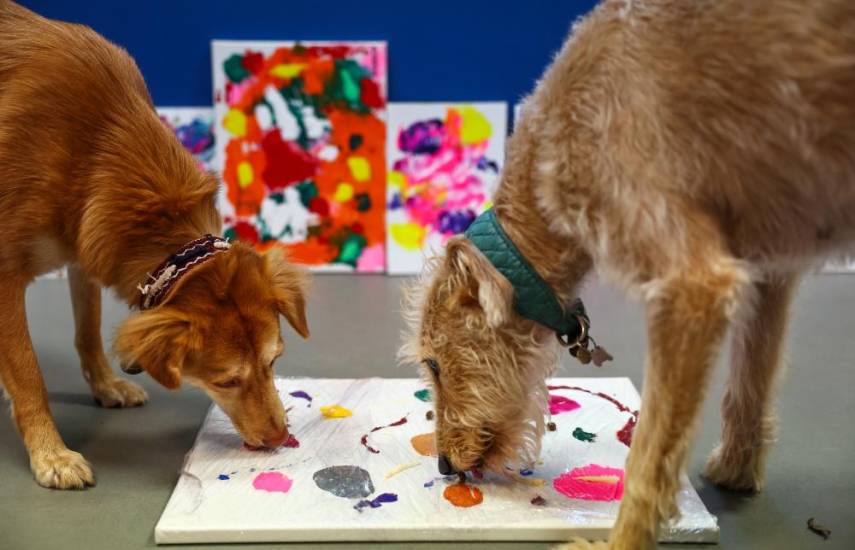 Perros abandonados se convierten en artistas para asociación benéfica británica