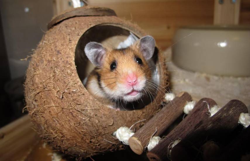 ¡Mascotas exóticas!