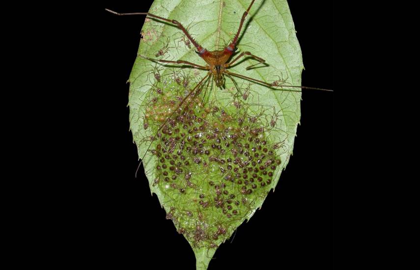 $!Fotos en la aplicación iNaturalist ayudan a descubrir cómo evolucionó el cuidado de los huevos en las “arañas patonas”