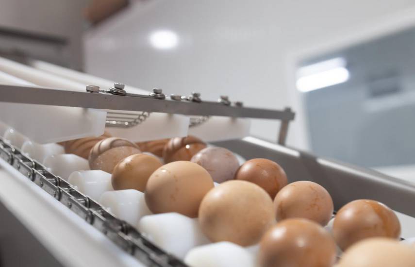 El MICI destaca nueva exportación de huevos de Panamá hacia el Caribe