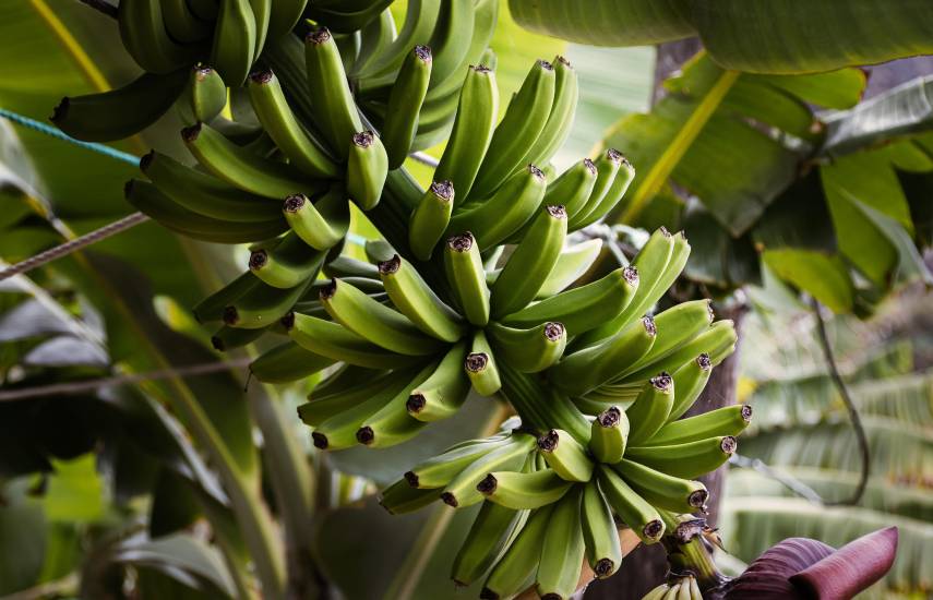 Producción de plátano en el país supera los tres millones de quintales al año