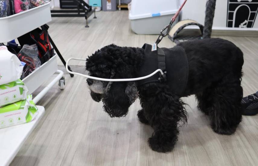 Silla de ruedas para perros