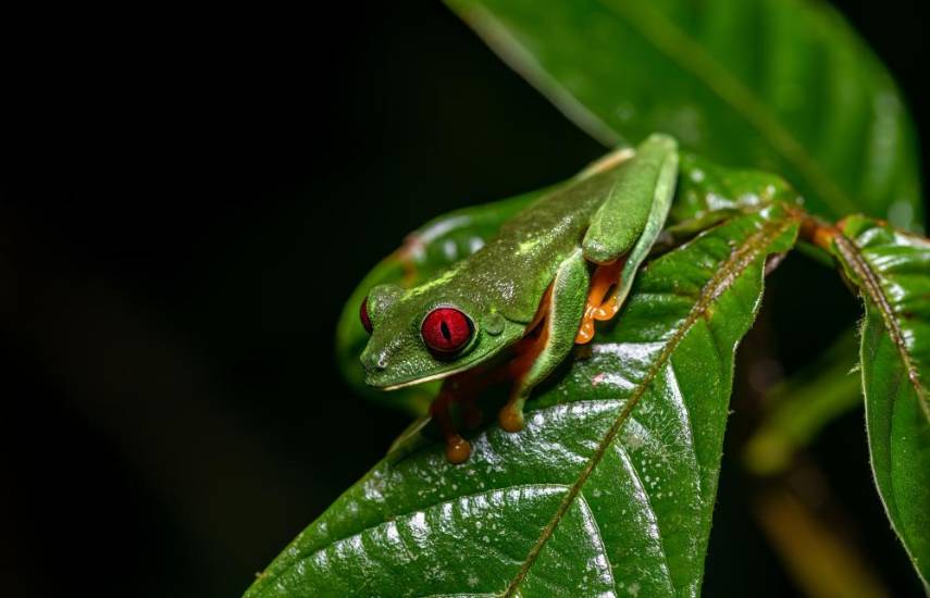 El tesoro de Barro Colorado