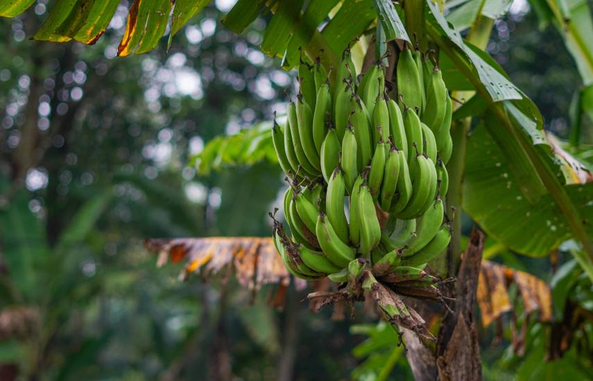 Chiquita inicia contrataciones en empacadoras