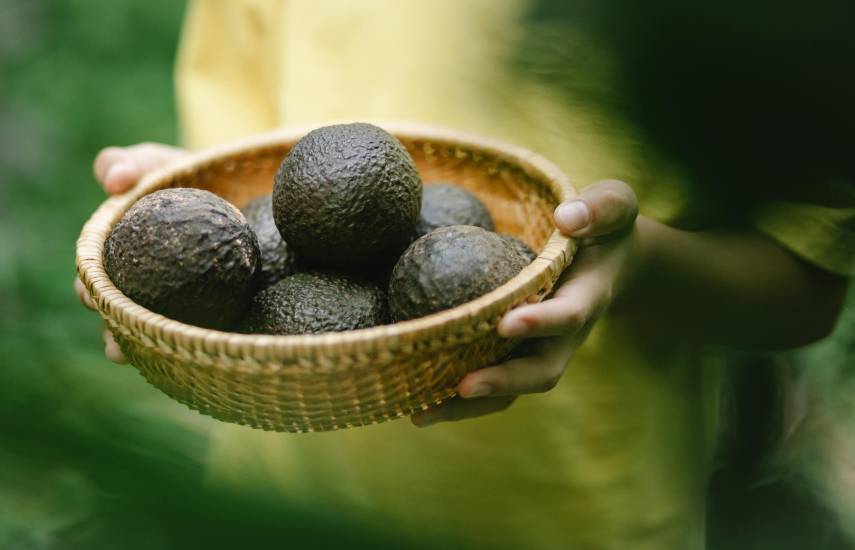 Aguacate, el rey de los platillos