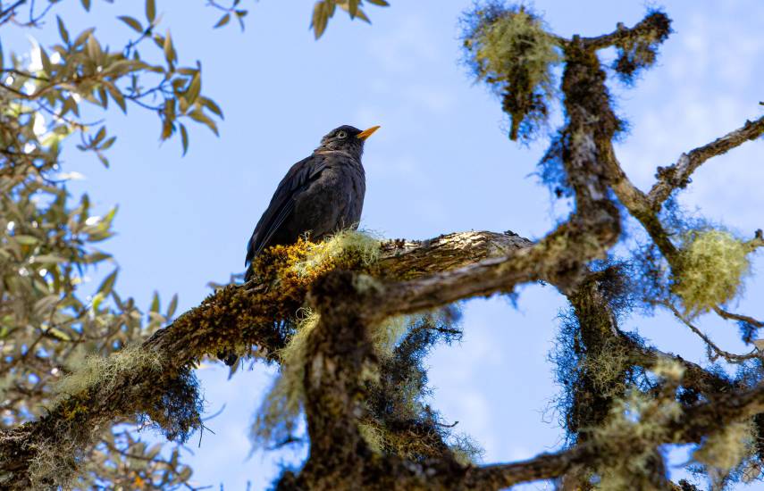 Parque Volcán Barú: 50 años custodiando la biodiversidad