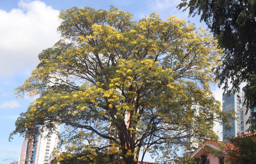 Árboles florales, un atractivo de las calles en la ciudad capital