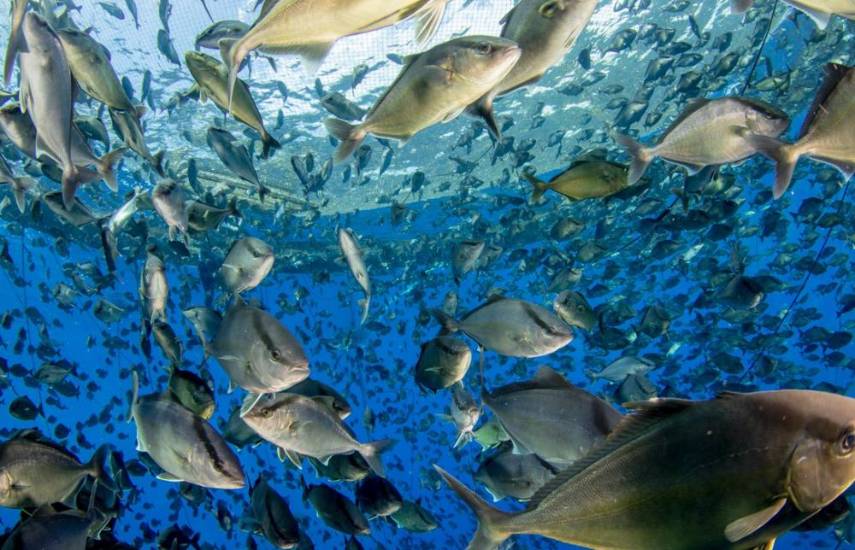 Crece cultivo de bojalá en el golfo de Chiriquí; exportan a Europa y USA