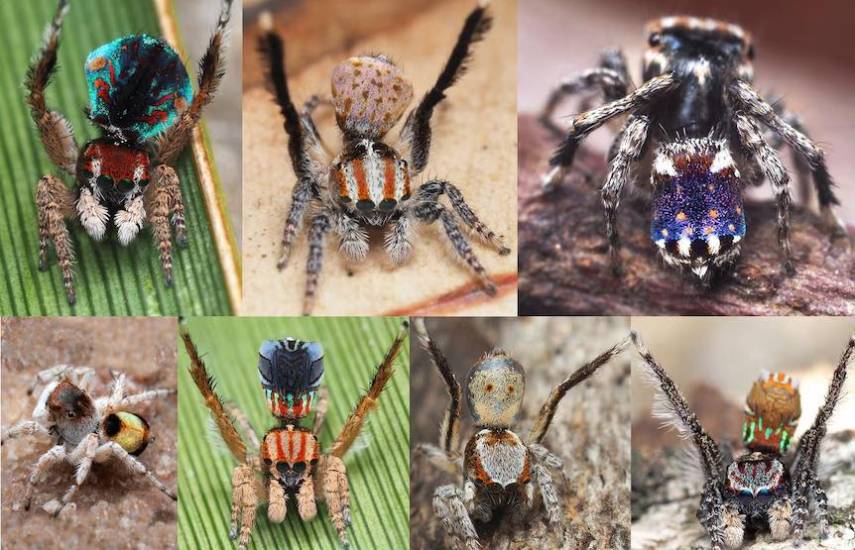 Un científico chino bautiza nuevas especies de arañas inspirado por  canciones de pop
