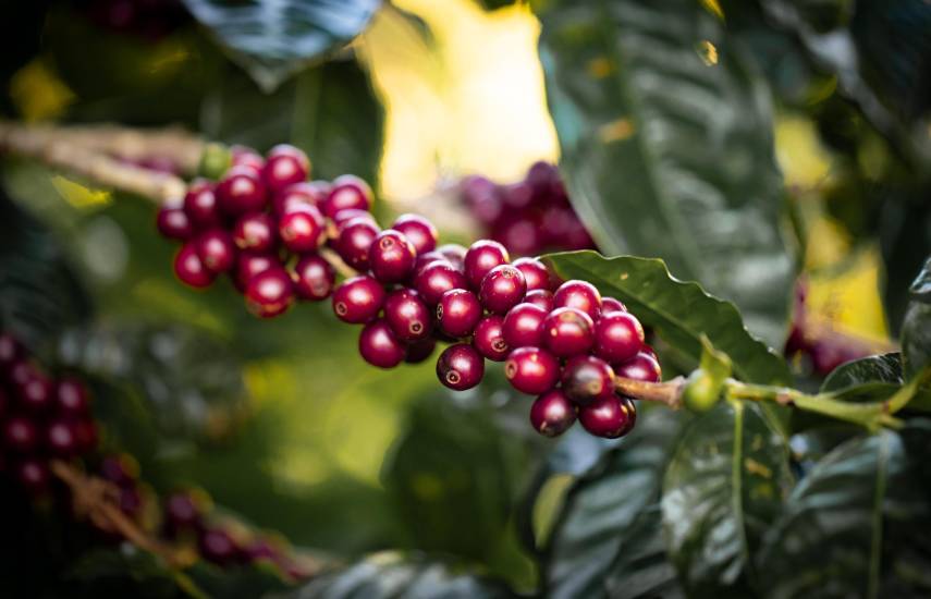 Café panameño de alta gama se ofertará desde $400 el kilo en subasta mundial