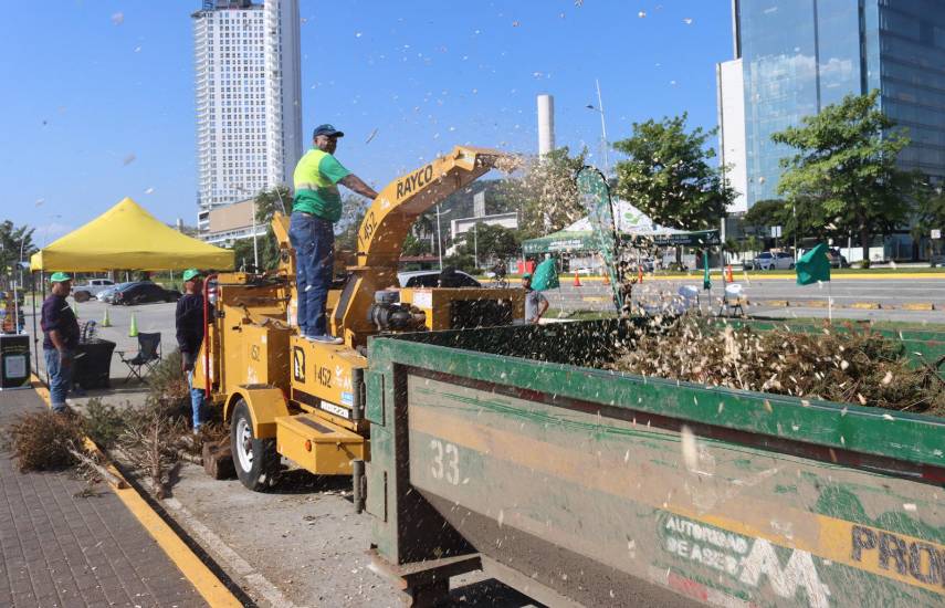 Establecen centro de acopio para arbolitos de Navidad