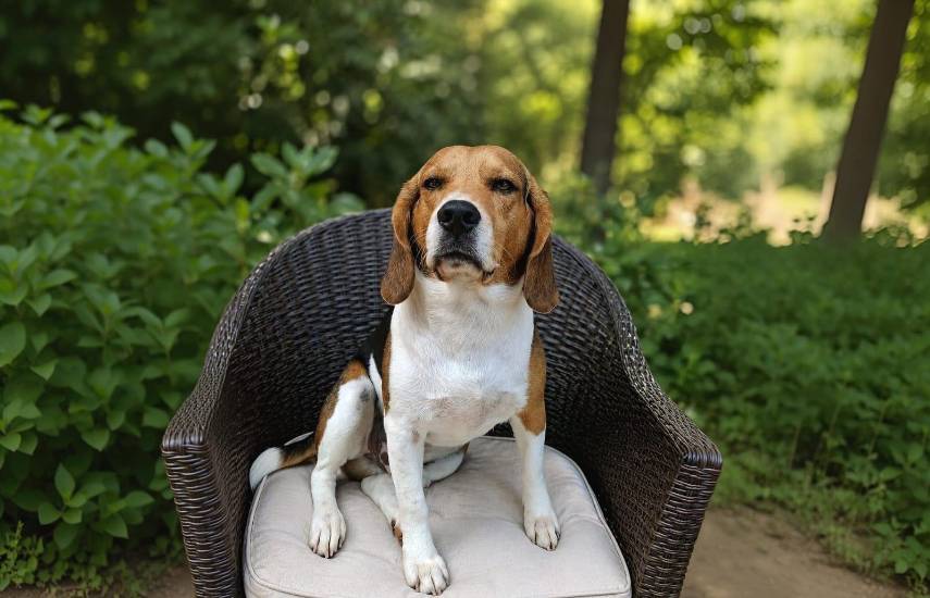 Más de 150 perros Beagle se reunirán en el Parque Omar para una histórica jornada perruna
