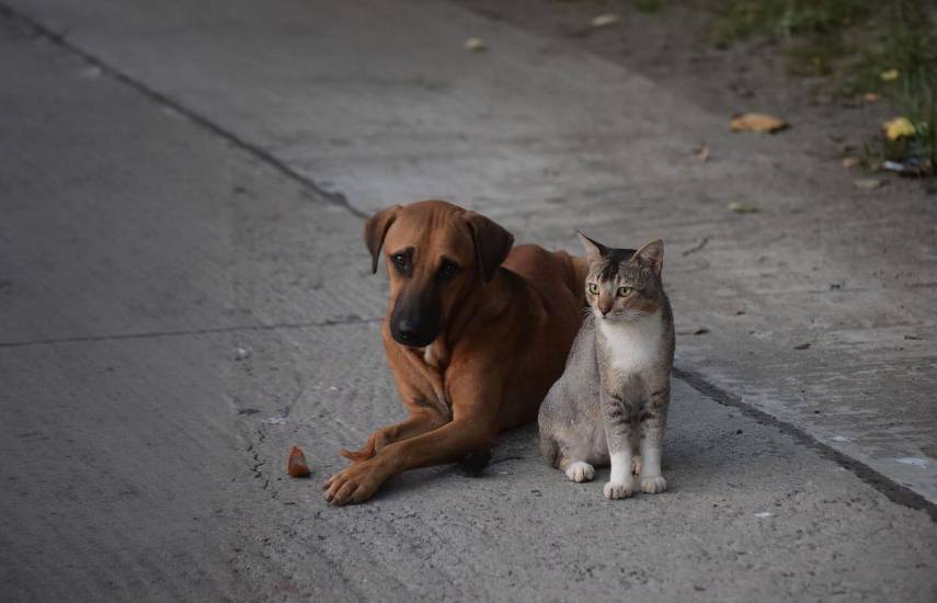 Los héroes sin capa que rescatan mascotas