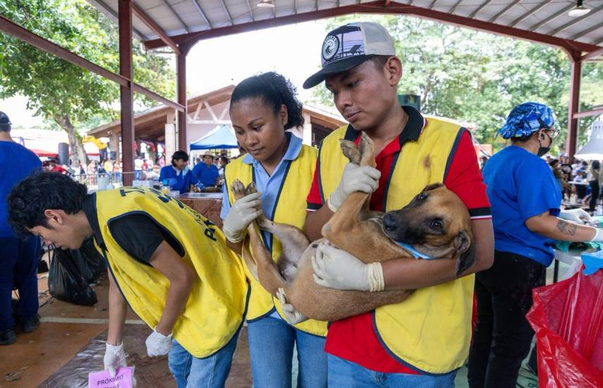 Mega jornada de esterilización en Coclé beneficia a 2,000 mascotas