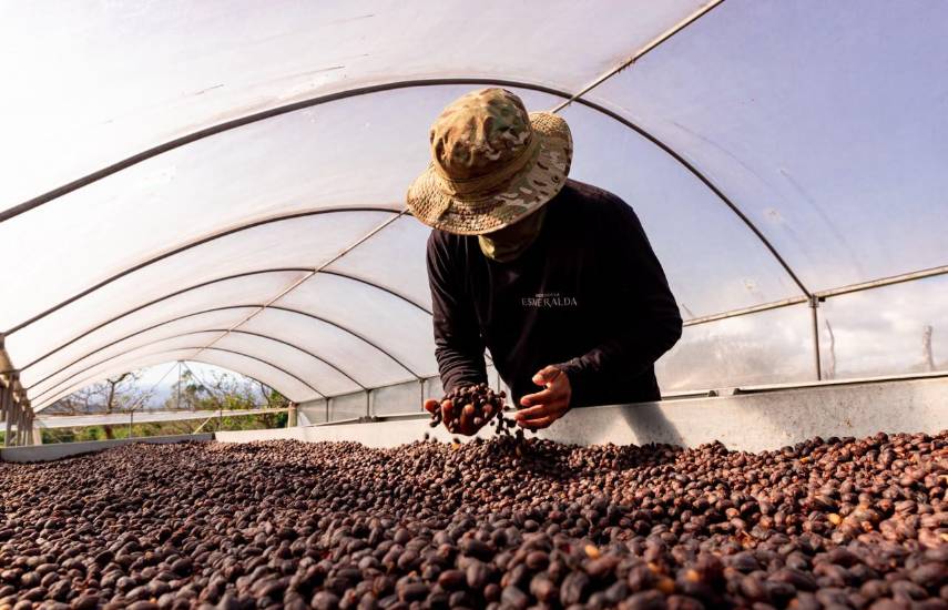 Hacienda La Esmeralda logra récord mundial en subasta privada