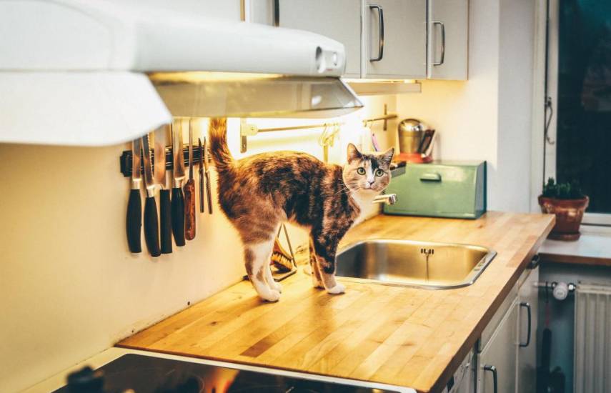 Unsplash | Una gato sobre la mesa de una cocina.