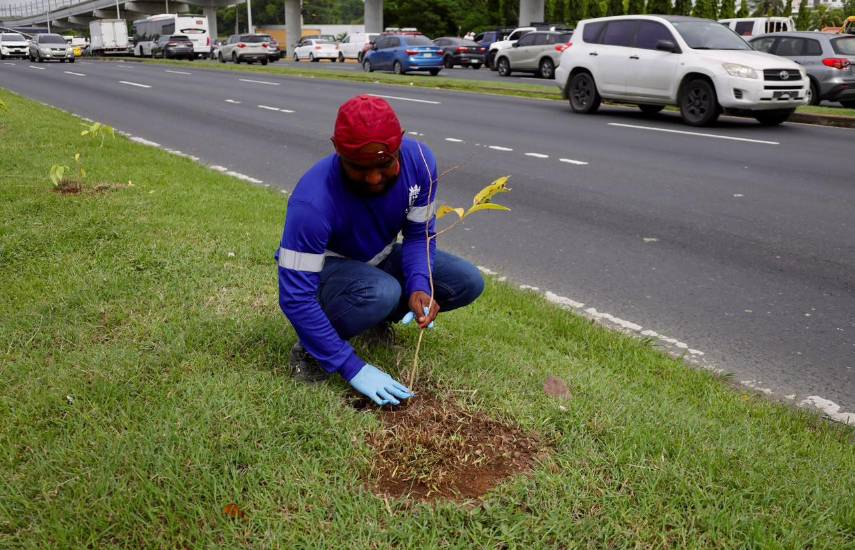 Más de 20 mil plantones siembra la Alcaldía con nueva jornada en la vía Tocumen