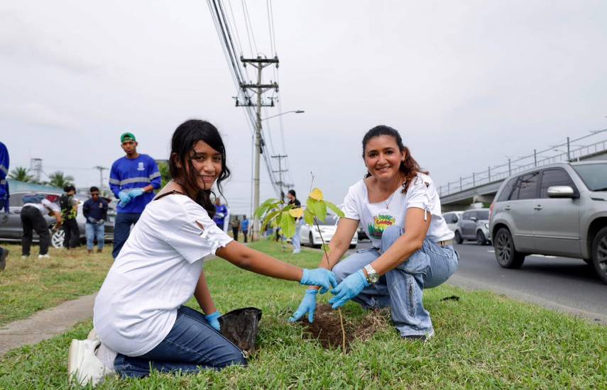 Más de 20 mil plantones siembra la Alcaldía con nueva jornada en la vía Tocumen