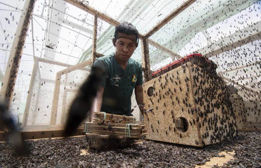 Larvas de mosca, alternativa sostenible de Costa Rica para alimentación animal