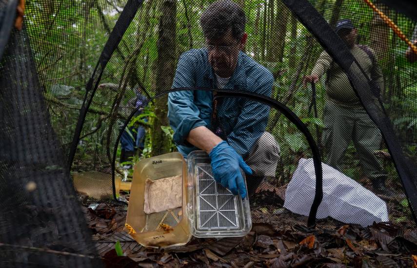 La rana dorada salta hacia la libertad