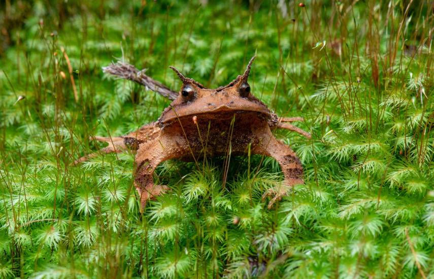 Bosques conectados: El escudo invisible que salva a las ranas