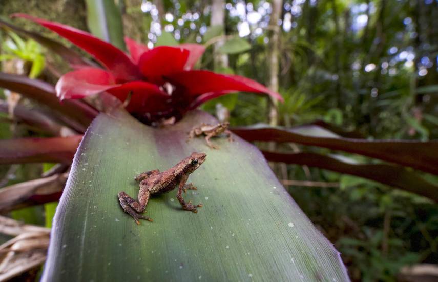 Bosques conectados: El escudo invisible que salva a las ranas
