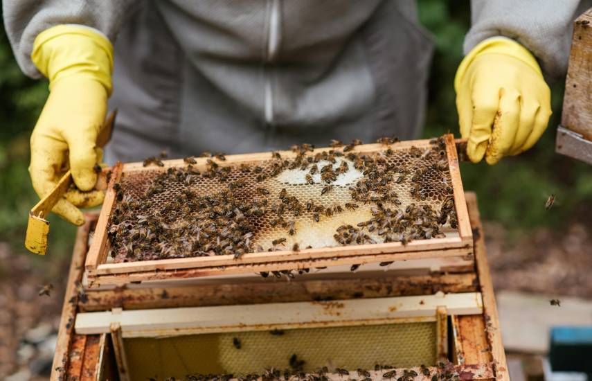 Impulsa proyecto de ley para proteger la vida de las abejas