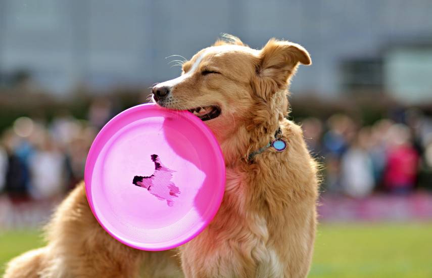 Estudio revela habilidad de perros “genios” para aprender palabras al escuchar conversaciones