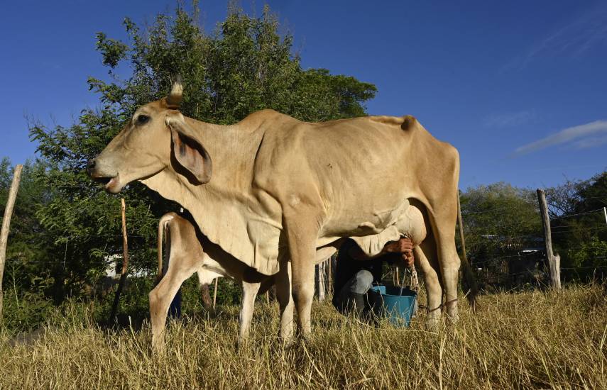 Maíz seco, vacas raquíticas: la sequía de El Niño arrasa Centroamérica