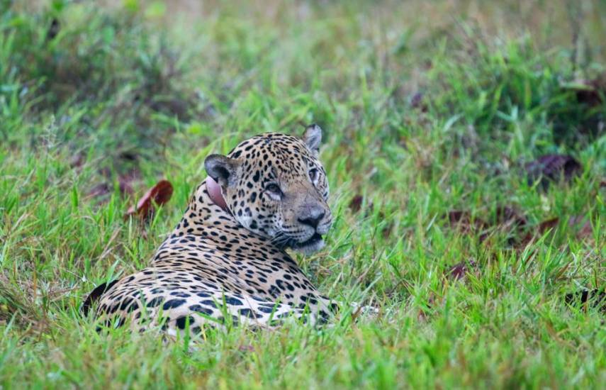 Entre el potrero y el bosque: la lucha por conservar al jaguar en Panamá