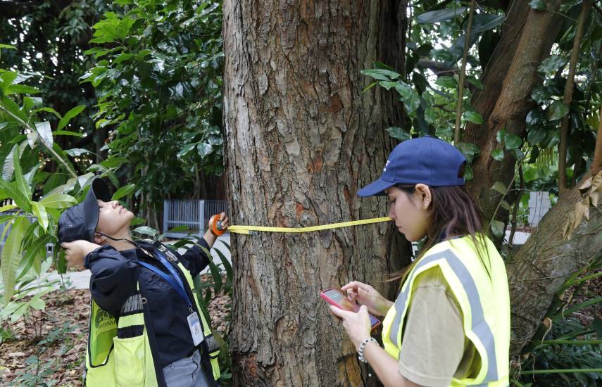 Más de 175 tipos de árboles en la city