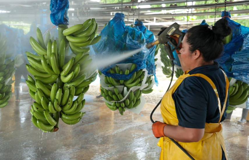 Chiquita proyecta exportar 11 millones de cajas de banano tras reactivación en Bocas