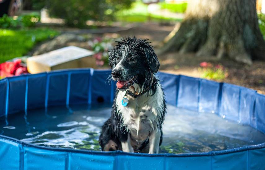 Los consejos para que las mascotas huelan bien