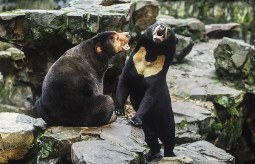 Zoo chino niega que uno de sus osos sea un humano disfrazado