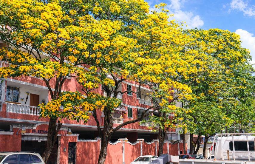 Árboles florales, un atractivo de las calles en la ciudad capital