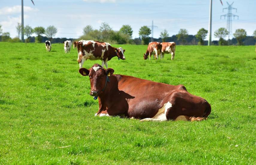 Insumos, TPC y empleos, retos para el sector ganadero