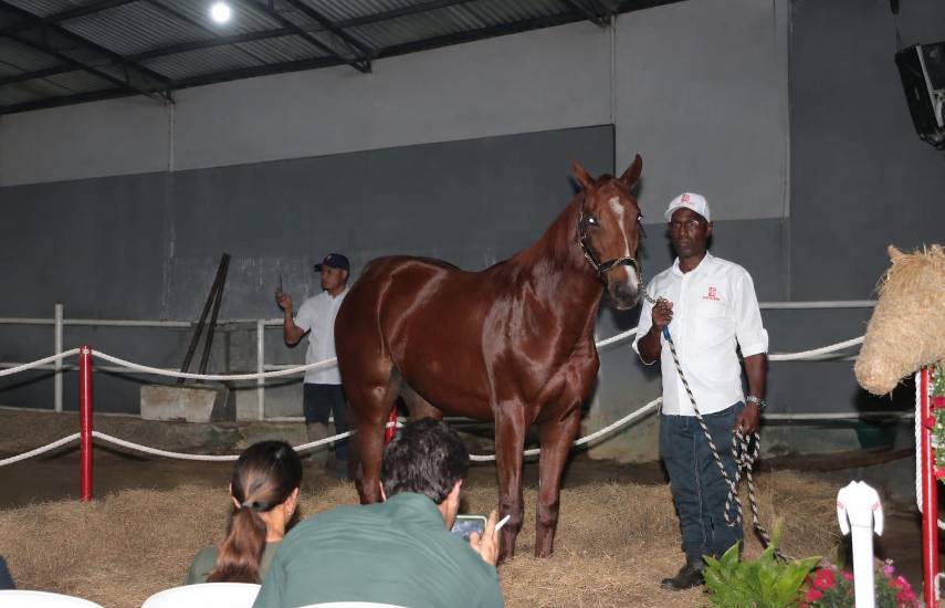 Futuros ases de la pista a la subasta del Haras San Miguel
