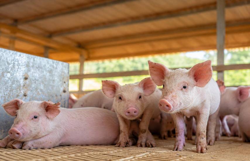 La producción de cerdo aumentó un 11.8% este año