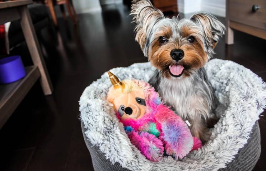 10 actos que tu perro agradecerá