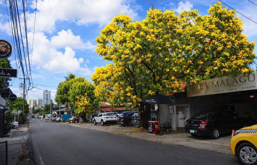 Árboles florales, un atractivo de las calles en la ciudad capital