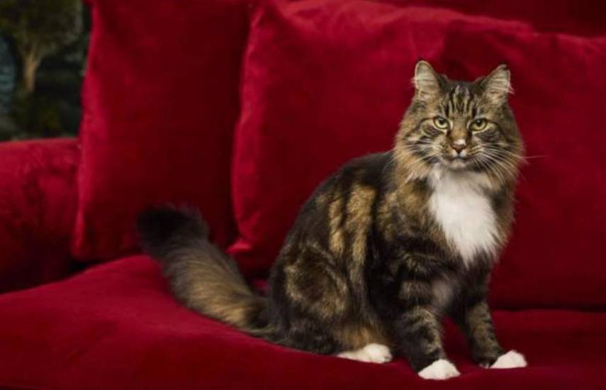 Demostración de la metáfora del gato de Schrödinger con chip de silicio