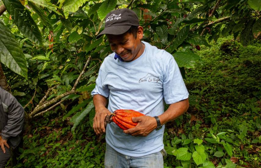 Cacao de Coclé que protege a las aves