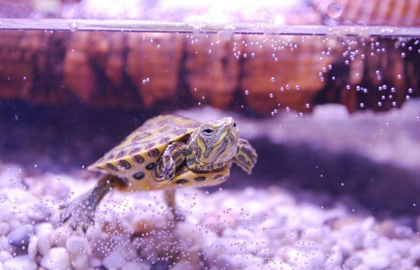 Sus características