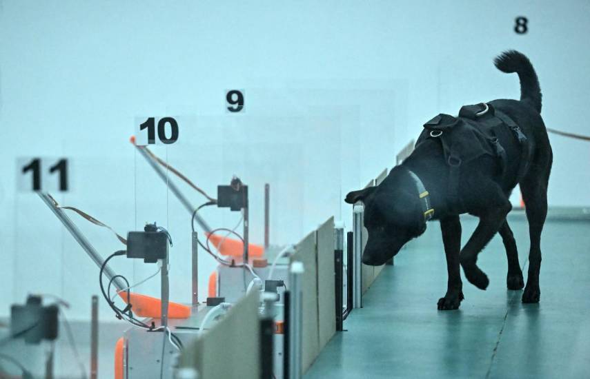 Una empresa de IA utiliza perros para detectar el cáncer