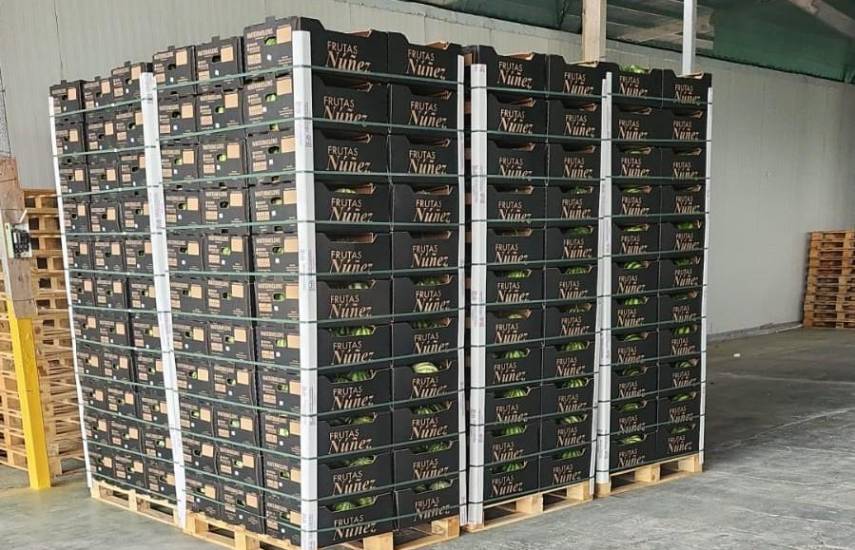 Nuevo cargamento de sandía panameña se venderá en Holanda