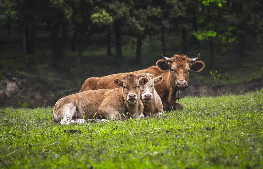 “Agro y turismo”, impulsan reactivación en Bocas