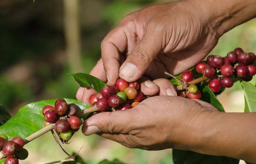 El café panameño sigue ganando mercado en el mundo
