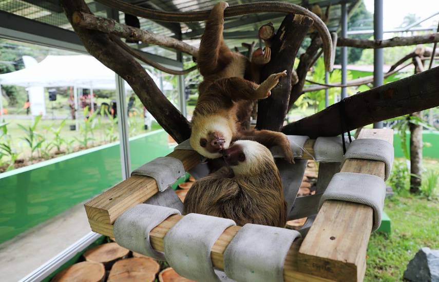 Fundaciones apoyan la fauna silvestre en Panamá