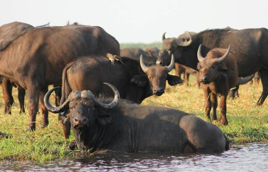 Cría de búfalos en Panamá supera las 11 mil cabezas