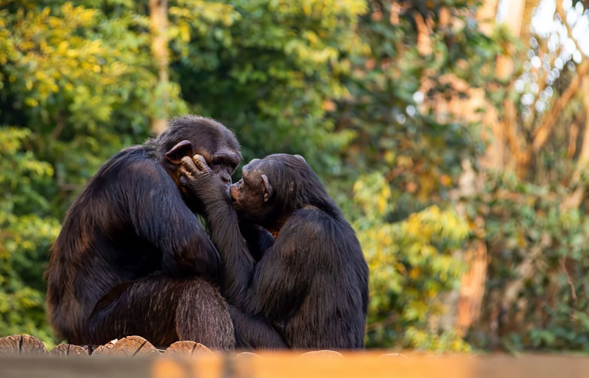 El primer beso tiene 21 millones de años